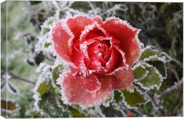 Frosted Rose Canvas Print by Allan Snow