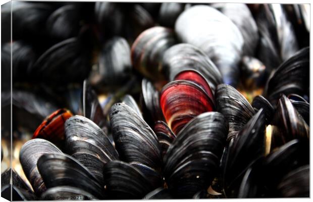 Red and Black Mussels Canvas Print by Allan Snow