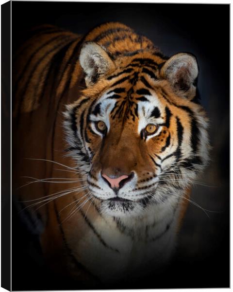 Siberian Tiger portrait Canvas Print by Jim Cumming