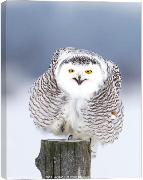 Smiling Snowy Owl  Canvas Print by Jim Cumming