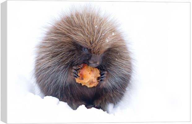 Baby porcupine eating an apple in winter Canvas Print by Jim Cumming