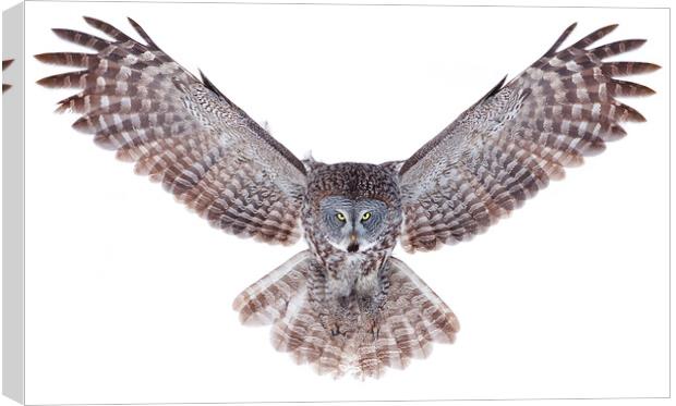 Power Wings - Great Grey Owl Canvas Print by Jim Cumming