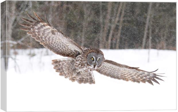 Great grey owl flying through the snowfall Canvas Print by Jim Cumming