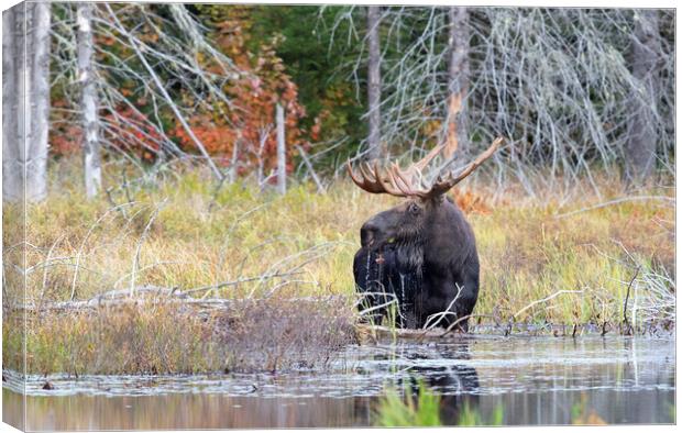 Bull Moose in Algonquin Park, Canada Canvas Print by Jim Cumming