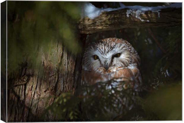 Northern Saw-whet owl Amherst Island, Canada Canvas Print by Jim Cumming