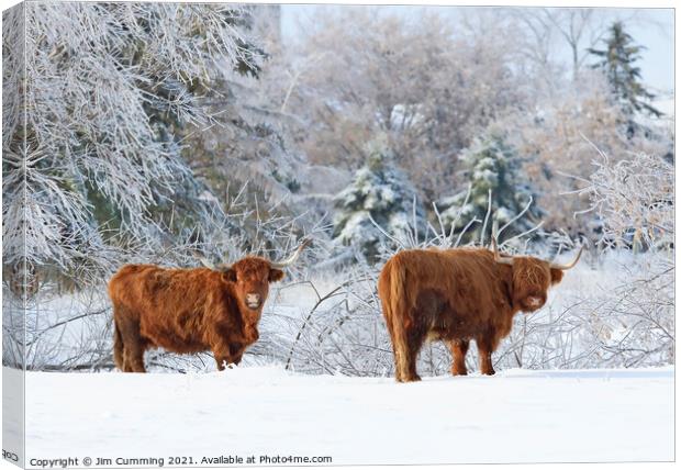 Highland Cattle in winter Canvas Print by Jim Cumming