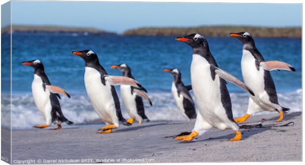 Gentoo Highway Canvas Print by Daniel Nicholson