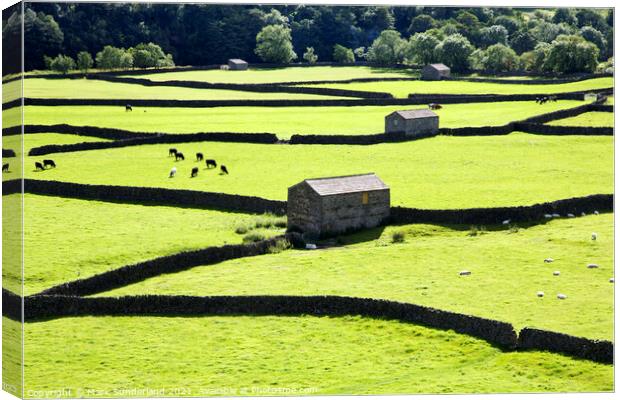 Field Barns and Dry Stone Walls at Gunnerside Canvas Print by Mark Sunderland