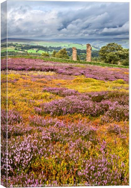 Heather in Bloom at Yorkes Folly or Two Stoops Canvas Print by Mark Sunderland