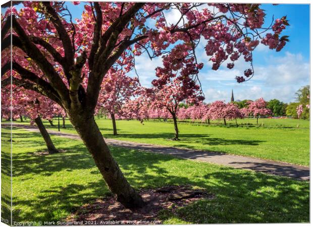 The Stray at Harrogate in Spring Canvas Print by Mark Sunderland