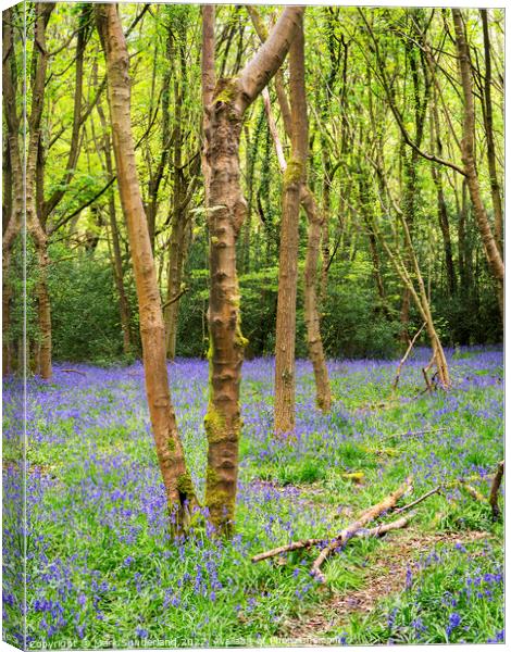 Bluebells in Nidd Gorge Woods in Spring Canvas Print by Mark Sunderland