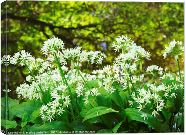 Wild Garlic and Tree Reflections in Skipton Woods Canvas Print by Mark Sunderland