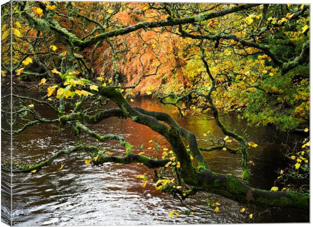 Autumn Tree by the River Nidd at Knaresborough Canvas Print by Mark Sunderland