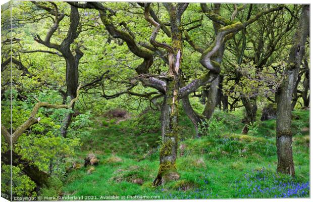 Oak Trees in Spring near Ingleton Canvas Print by Mark Sunderland