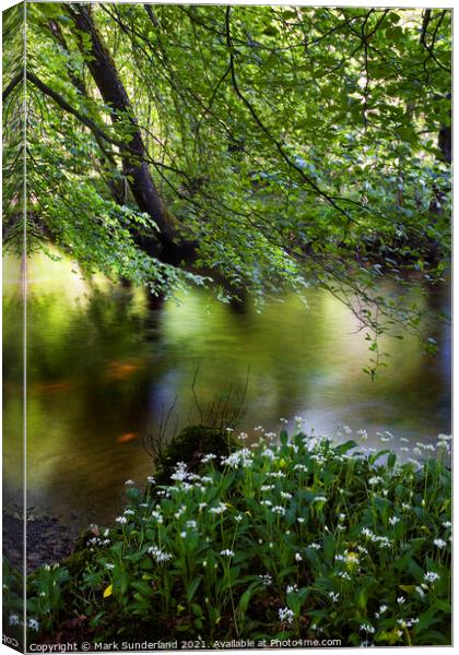 Wild Garlic by the River Wharfe in Strid Wood Canvas Print by Mark Sunderland