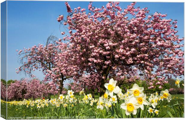 Daffodils and Sping Blossom at Harrogate Canvas Print by Mark Sunderland