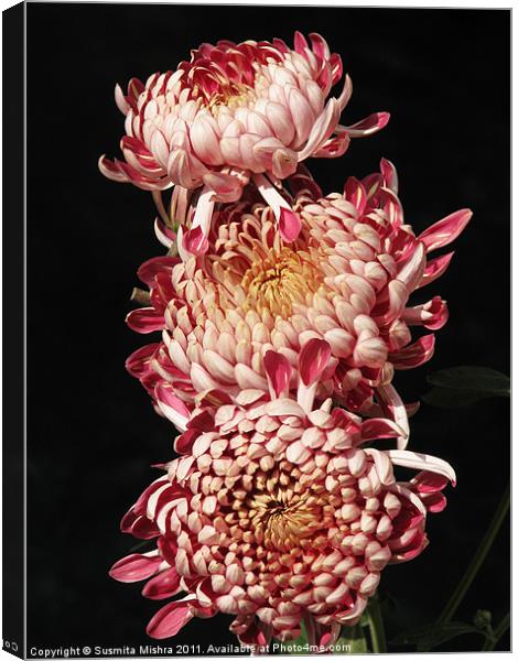 chrysanthemum Canvas Print by Susmita Mishra