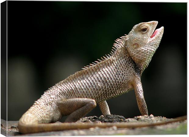 garden lizard Canvas Print by Susmita Mishra