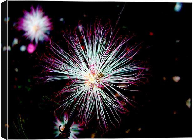 sparkling flower Canvas Print by Susmita Mishra