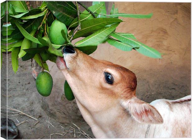 Hungry calf consuming mango Canvas Print by Susmita Mishra