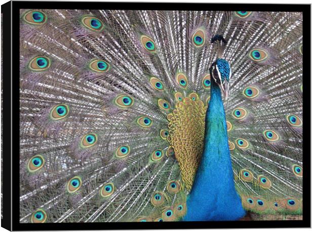 Dancing peacock Canvas Print by Susmita Mishra