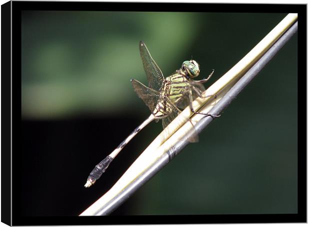 A dragonfly Canvas Print by Susmita Mishra