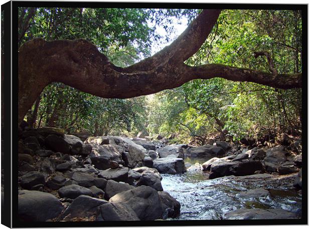 Forest trail Canvas Print by Susmita Mishra