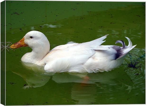 A Duck in water Canvas Print by Susmita Mishra