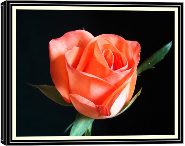 Rose (Flower) Canvas Print by Susmita Mishra