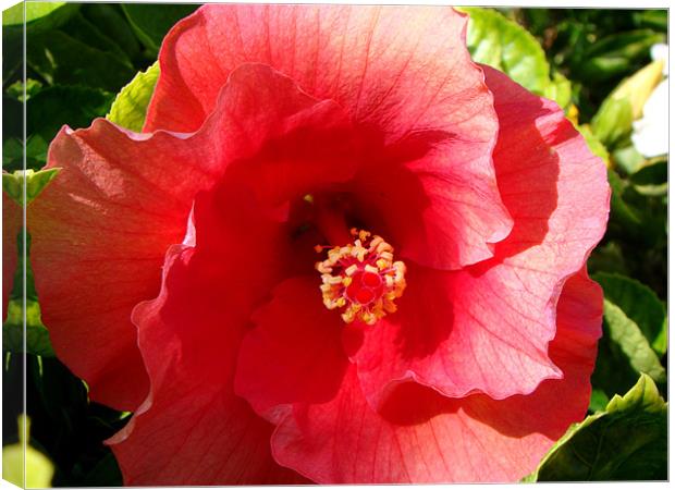 Red Hibiscus Canvas Print by Susmita Mishra