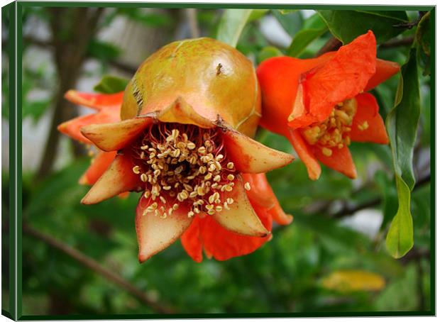 Pomegranate Flower Canvas Print by Susmita Mishra