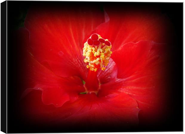 Red Hibiscus Canvas Print by Susmita Mishra