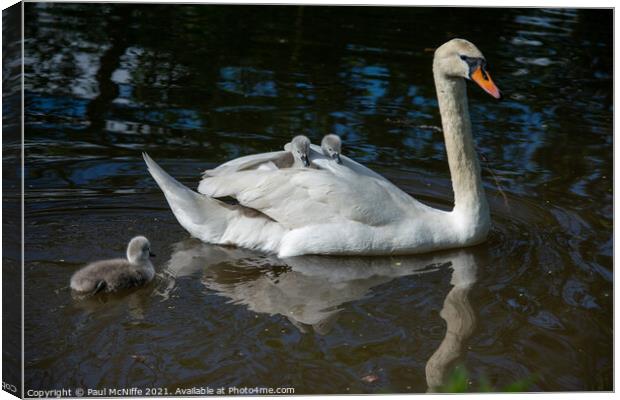 Swan and her Cygnets Canvas Print by Paul McNiffe