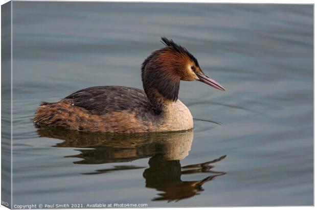 Great Crested Grebe Canvas Print by Paul Smith