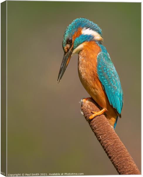 Kingfisher on Bulrush Canvas Print by Paul Smith