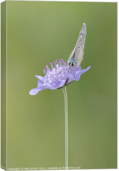 Chalkhill Blue on Scabious Canvas Print by Paul Smith