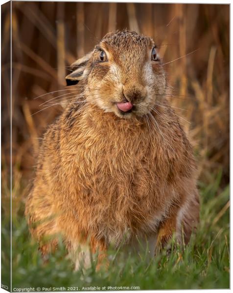 Cheeky Brown Hare Canvas Print by Paul Smith