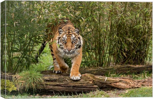 Amur Tiger coming through Bamboo Canvas Print by Paul Smith
