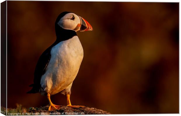 Puffin in Late Evening Light Canvas Print by Paul Smith