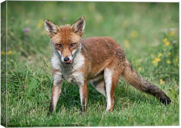 Young Fox in Meadow Canvas Print by Paul Smith