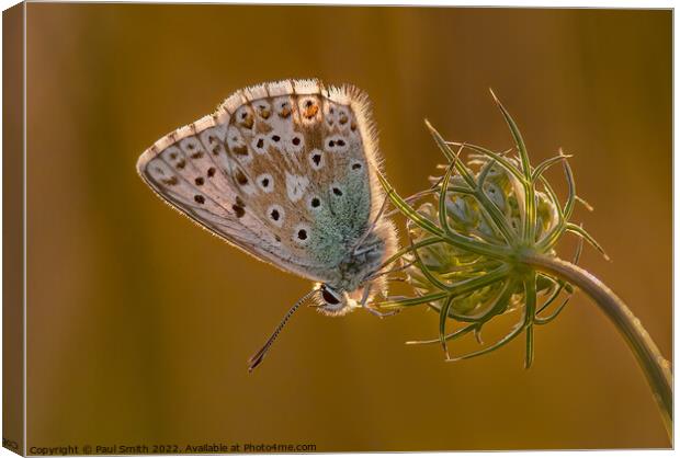 Chalkhill Blue Backlit by the Setting Sun Canvas Print by Paul Smith