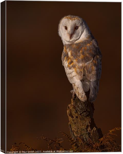 Barn Owl at Sunset Canvas Print by Paul Smith