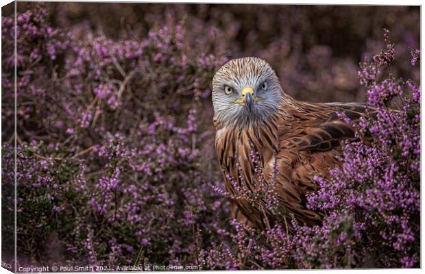 Red Kite in Heather Canvas Print by Paul Smith