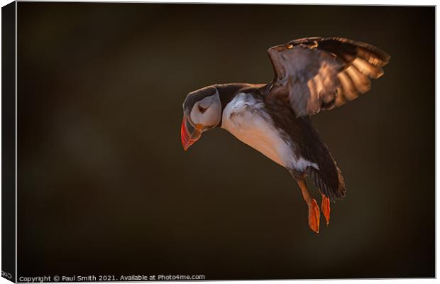 Incoming Backlit Puffin Canvas Print by Paul Smith