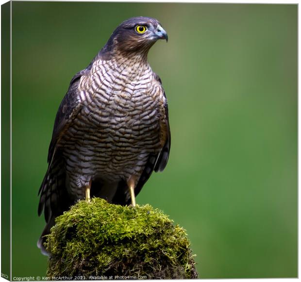 Sparrow Hawk  Canvas Print by Ken McArthur