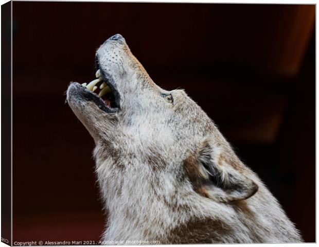 A close up of a wolf howling Canvas Print by Alessandro Mari