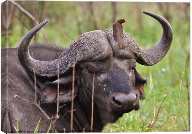 African buffalo being groomed Canvas Print by Greg Corcoran