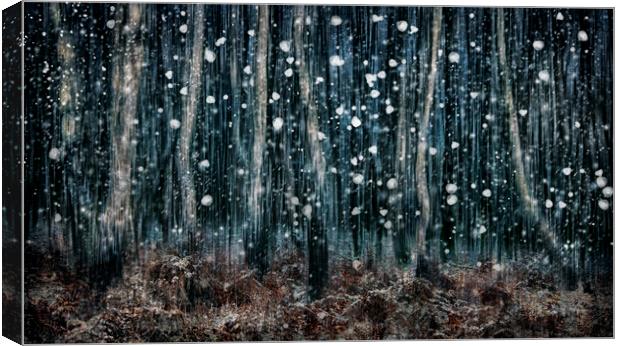 Winter Woodland  Canvas Print by Judith Stewart