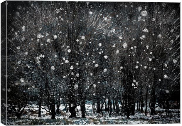 Winter Copse Canvas Print by Judith Stewart
