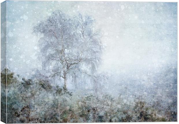 Winter Birch Canvas Print by Judith Stewart